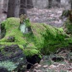 Jak wybrać ekologiczny namiot i sprzęt biwakowy