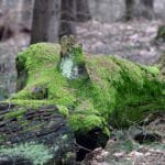 Zero waste w kuchni – praktyczne wskazówki