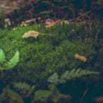 Czy plastik z recyklingu jest lepszy niż szkło?