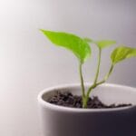 Eko-rejsy żaglówką – blisko natury, bez śladu węglowego