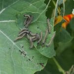 Jak kontakt z naturą poprawia nasze zdrowie psychiczne